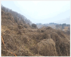  2024Ÿ��90241 ��� ��õ�� û��� ��ź�� 959      ����(��1)���