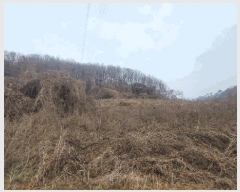  2024Ÿ��90241 ��� ��õ�� û��� ��ź�� 959      ����(��1)���