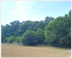  2024Ÿ77828  õ ¡  31      (Ӿ)