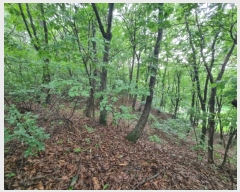  2024Ÿ81803  ֽ  ϸ 60-2      (Ӿ)