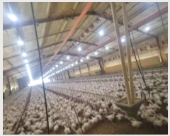  2024Ÿ��3193 ���� ö���� ö���� ���̸� 256-20      ���(�󰡽ü�)���