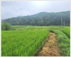  2024Ÿ��4516 ��� ��õ�� ���θ� ������ 375-2      ����(��)���