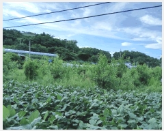  2024Ÿ��5632 ��� ��õ�� ��õ�� ������ 161-1      ����(��1)���