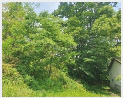  2024Ÿ78760  ֽ 絿 125       (Ӿ)