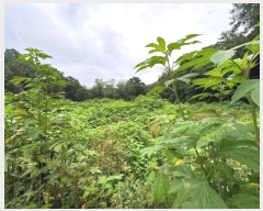  2024Ÿ��81285  ���(�󰡽ü�)���