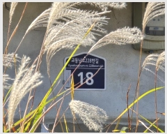  2024Ÿ567375 õ ȭ   247      ð