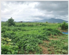  2024Ÿ��10978  �����