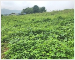  2024Ÿ��10978  �����