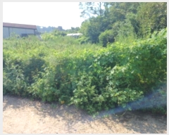  2024Ÿ11636 õ    807-1      ()