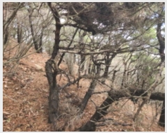  2024Ÿ��513026 ��õ �߱� ���ǵ� ��276       ����(�Ӿ�)���