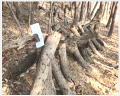  2024Ÿ��49 ��õ �߱� ���ǵ� ��172       ����(�Ӿ�)���