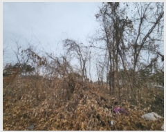  2024Ÿ502873 õ ߱ ߻굿 1938-3       ()