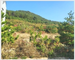  2024Ÿ��13885 ��õ �߱� ��� 3053-9       ����(����)���