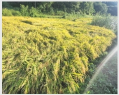  2024Ÿ��560008  �����