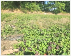  2024Ÿ��12738  �Ӿ߰��