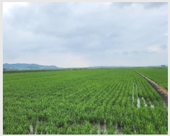  2024Ÿ536852 õ ȭ   741      ()