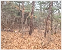  2024Ÿ505896 õ ȭ  ȭ 394-2      (Ӿ)