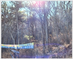  2024Ÿ501665 õ    1153-35      (Ӿ)