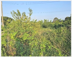  2024Ÿ��8609 ��õ ��ȭ�� ���ظ� ������ 275-2      ����(����)���