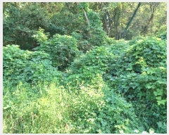  2024Ÿ��12196  ����������