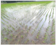  2024Ÿ��40910 ��� ������ �ϼ��� �þϸ� 824      ����(��)���