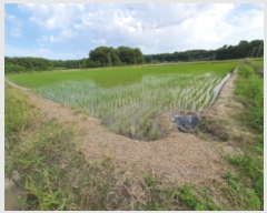  2024Ÿ��40910 ��� ������ �ϼ��� �þϸ� 824      ����(��)���