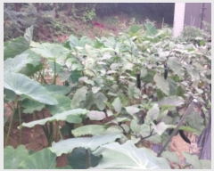  2024Ÿ��86767  ����