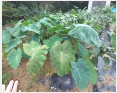  2024Ÿ��86767  ����