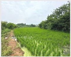  2024Ÿ6808  ȭ  ȣ 1184-3      ()