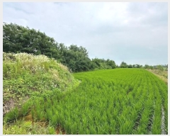  2024Ÿ6808  ȭ  ȣ 1184-3      ()