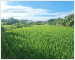  2024Ÿ6808  ȭ  ȣ 1184-3      ()