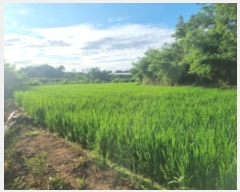  2024Ÿ6808  ȭ  ȣ 1184-3      ()