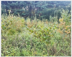  2024Ÿ��89575  �����