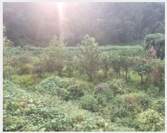  2024Ÿ��87456  ����