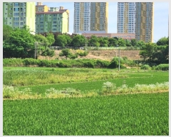  2024Ÿ��74337 ��� ȭ���� �Ⳳ�� �ϱ渮 419-13      ����(��)���