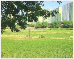  2024Ÿ��74337 ��� ȭ���� �Ⳳ�� �ϱ渮 419-13      ����(��)���