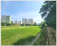  2024Ÿ��74337 ��� ȭ���� �Ⳳ�� �ϱ渮 419-13      ����(��)���