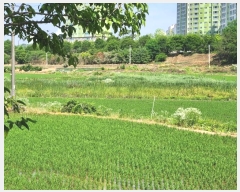  2024Ÿ��74337 ��� ȭ���� �Ⳳ�� �ϱ渮 419-13      ����(��)���