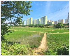  2024Ÿ��74337 ��� ȭ���� �Ⳳ�� �ϱ渮 419-13      ����(��)���