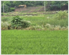  2024Ÿ��74337 ��� ȭ���� �Ⳳ�� �ϱ渮 419-13      ����(��)���