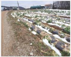  2024Ÿ��99053 ��� ȭ���� �Ⳳ�� �ϱ渮 389-15      ����(��1)���