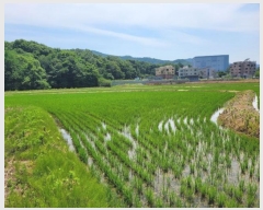  2024Ÿ5379  ν óα  ϸ 388-3     ð