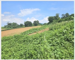  2024Ÿ��75156  ���������