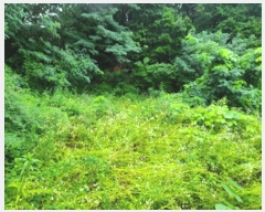  2024Ÿ74993  ν ﱸ ߵ 665-12      ()