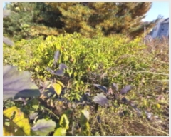  2024Ÿ11473  ν  õ 135-55      (Ӿ)