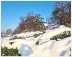  2024Ÿ��99404 ��� ȭ���� ������ ���縮 1117-1      ����(��1)���