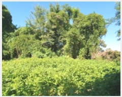  2024Ÿ9418  ȭ 絿 65-147       ()