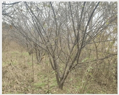  2024Ÿ79042  ȭ Ⳳ ฮ 287-3      ()