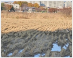  2024Ÿ79042  ȭ Ⳳ ฮ 287-3      ()