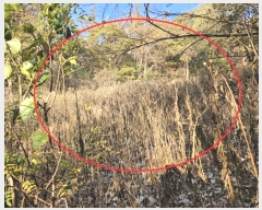  2024Ÿ68991  ֽ ô 󸲸 123      (1)